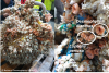 Scientific eqipment recovered after eigtht years covered in fauna